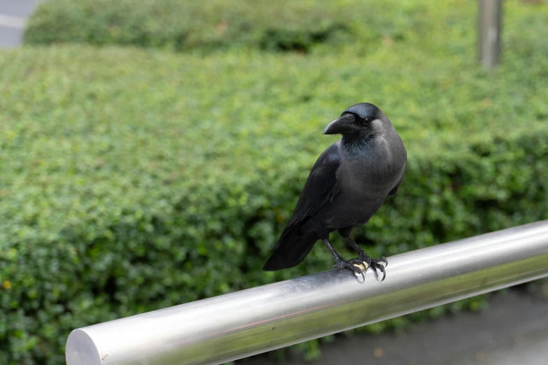 a black bird standing on the rail near a grassy area