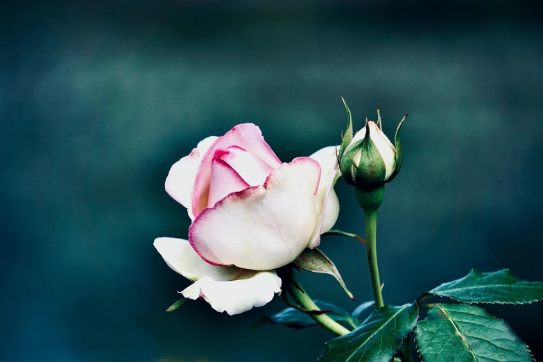 a single rose is shown in closeup with a background