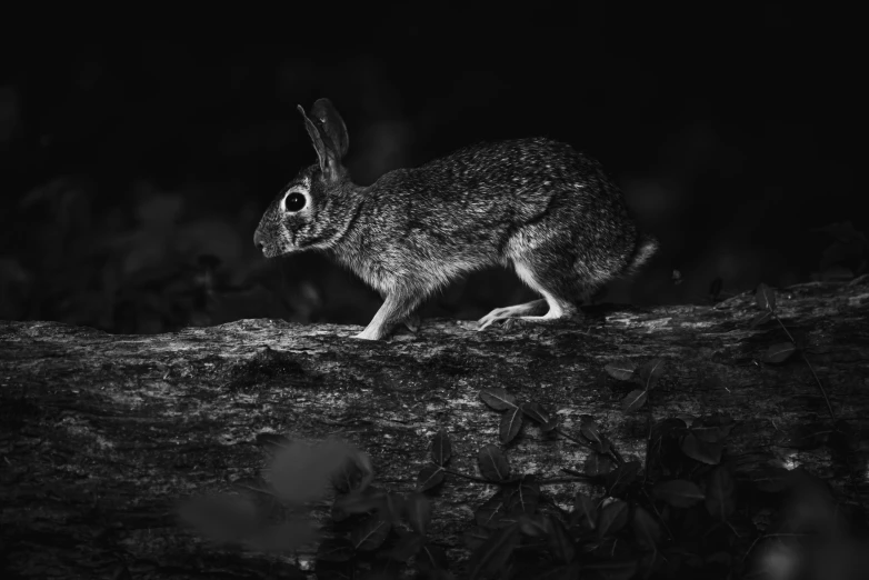 a rabbit walking on top of a tree nch