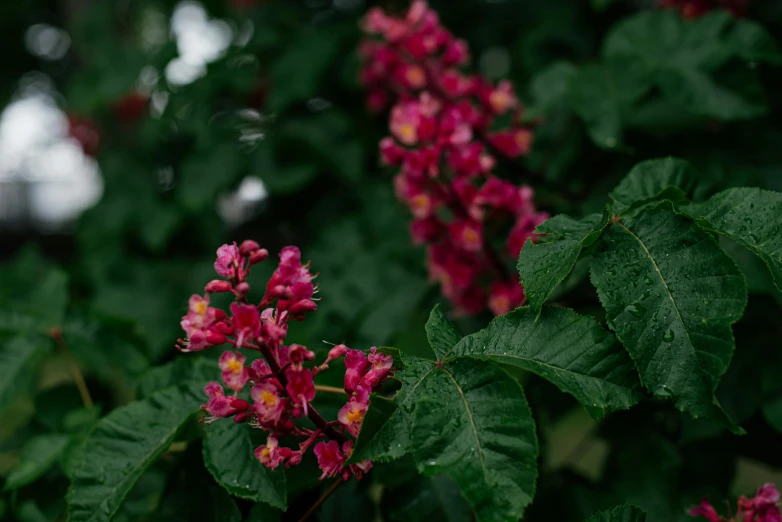 some red flowers with green leaves in the background