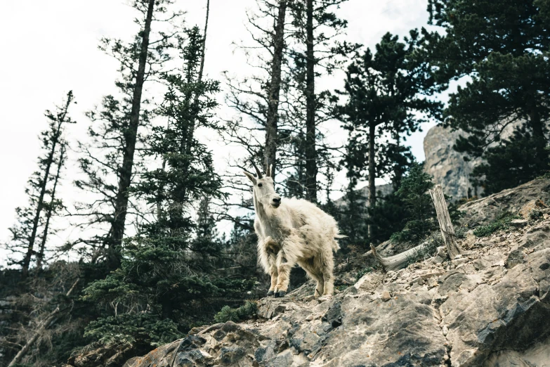 an animal standing on the side of a hill