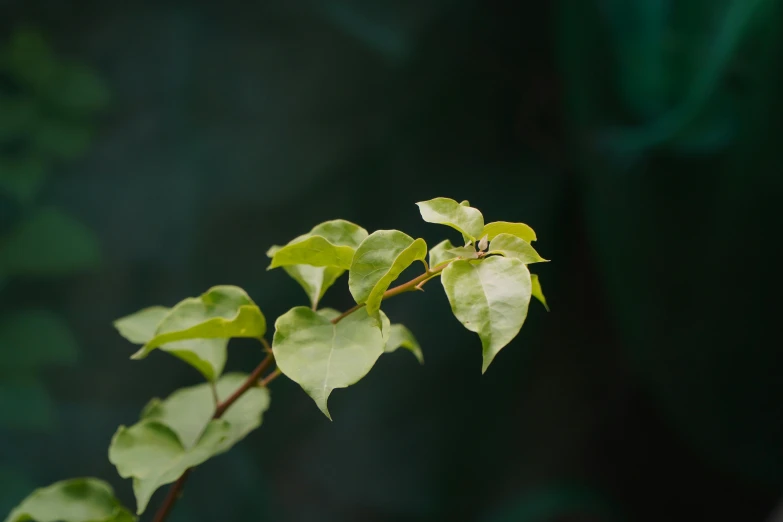 leaves and stems of an oak tree with green background