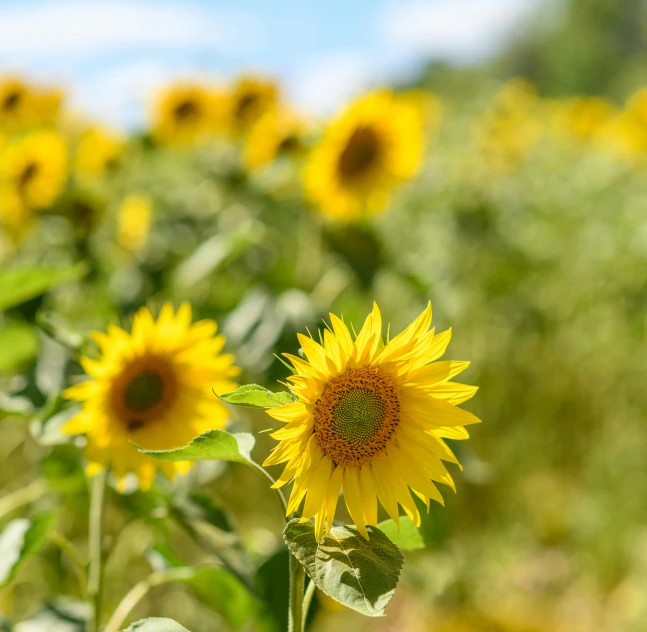 a sunflower is standing out in the field