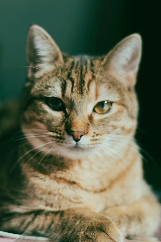 an orange striped cat laying on the bed