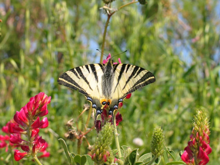 the erfly is sitting on the colorful flower