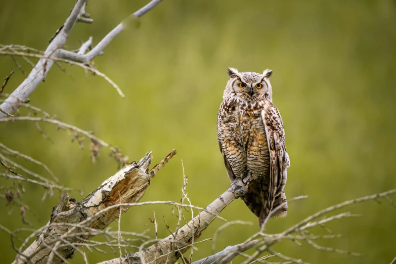 an owl perched on top of a tree nch