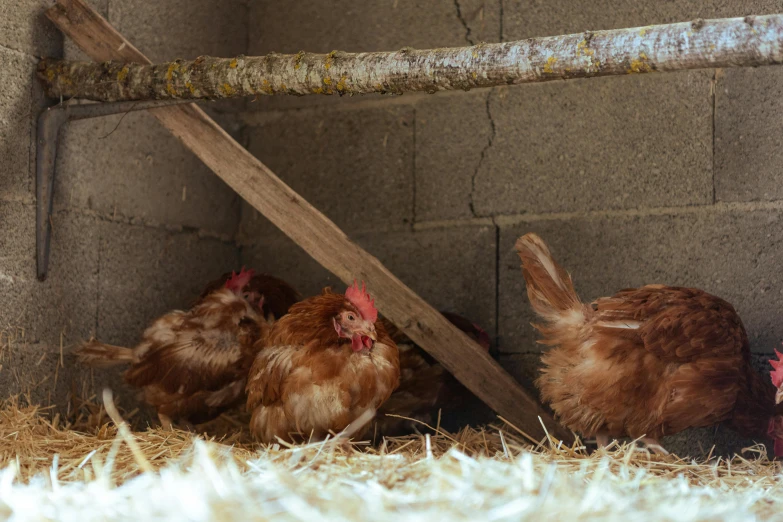 three chickens sitting in hay and some sticks