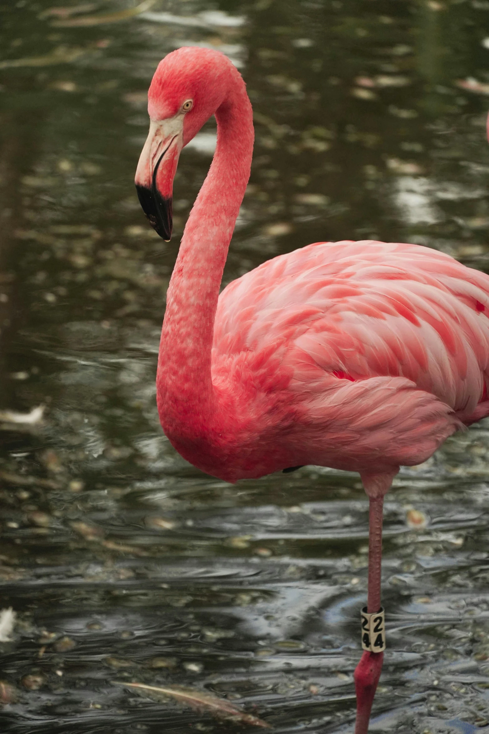 a flamingo is standing near some water