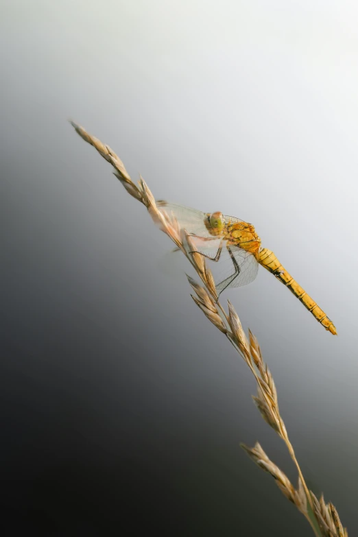 a single yellow insect sits on the tip of a plant