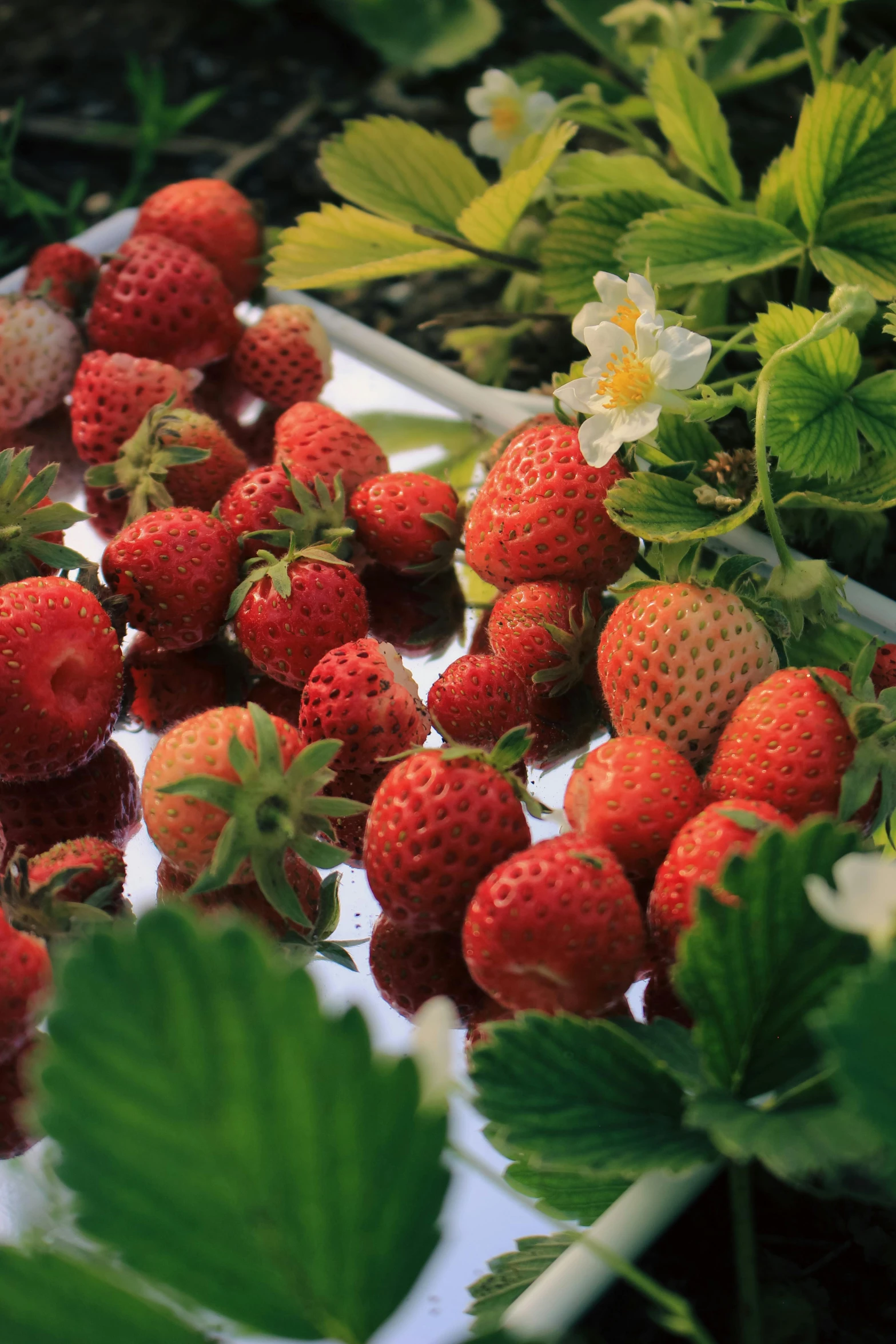 strawberries sit next to a bush with green leaves