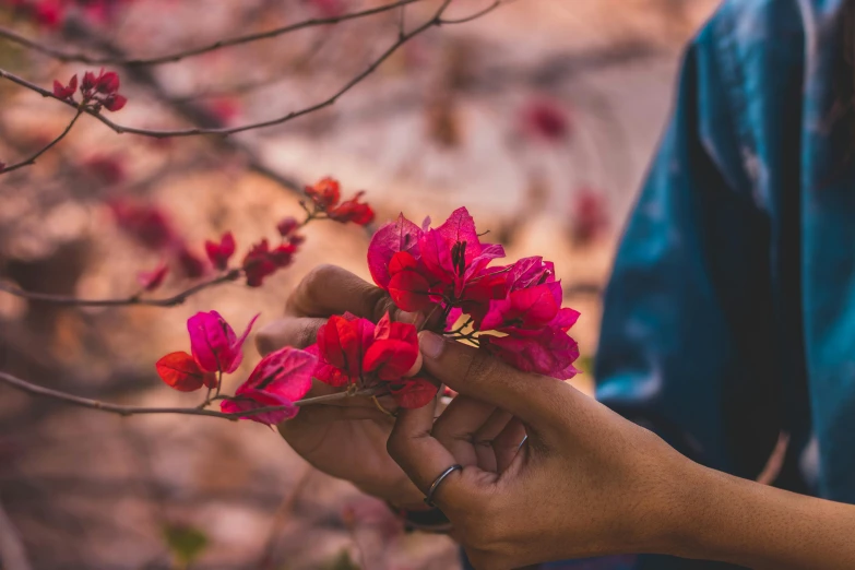 someone is holding the flower on a tree with the hand