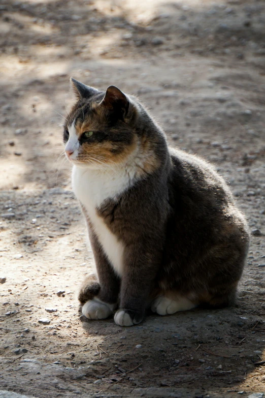 a cat sits on the ground outside in the sun