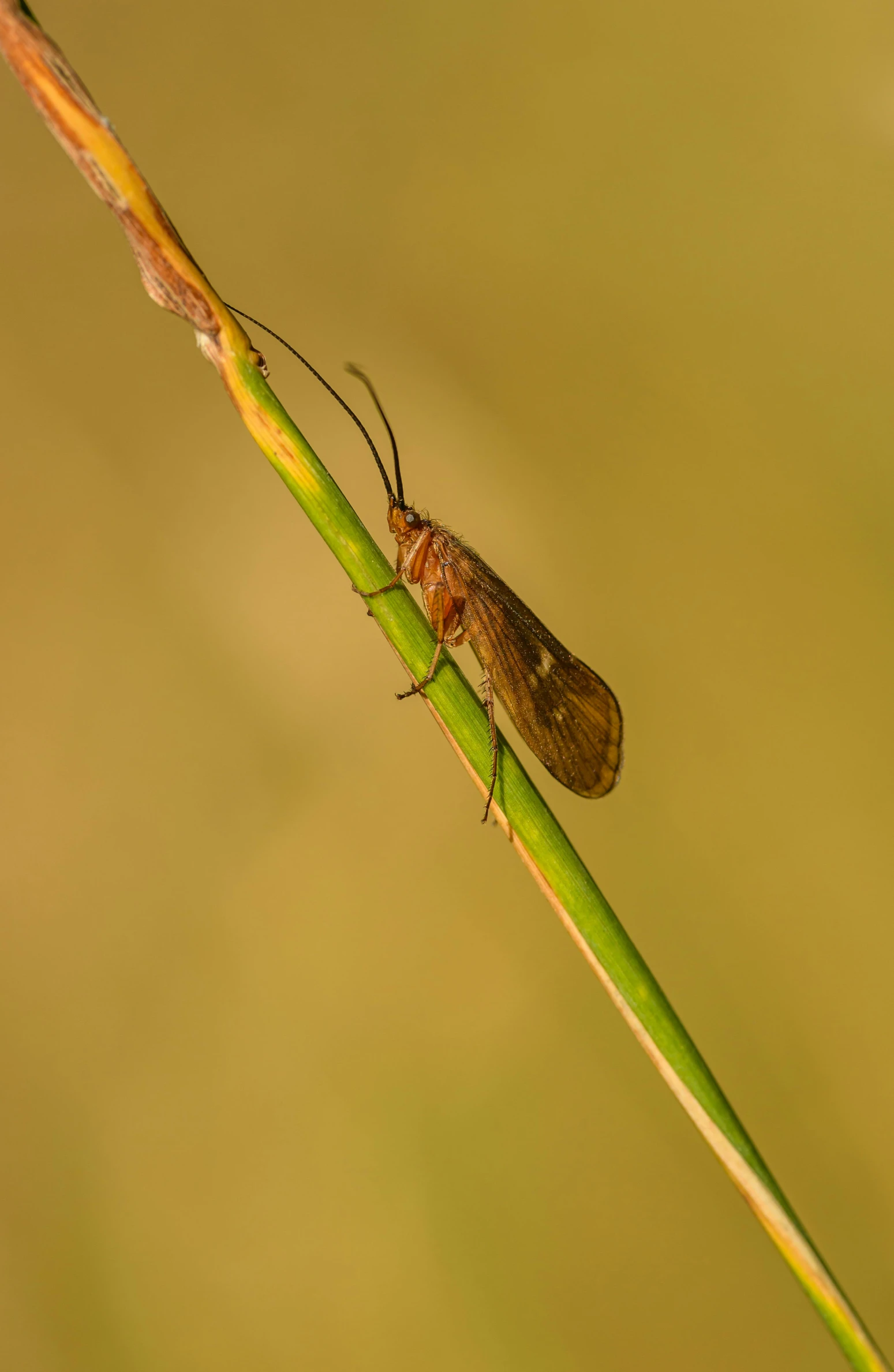 a bug crawling on a stem of green grass