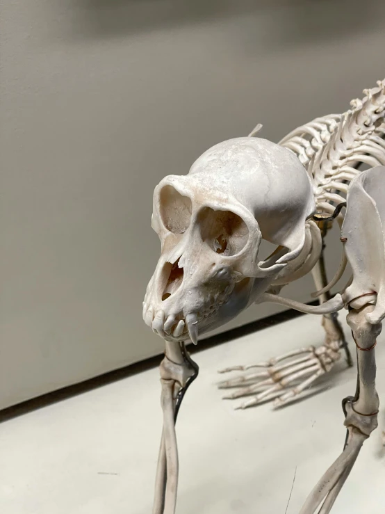 a skeleton of a dog standing on one foot