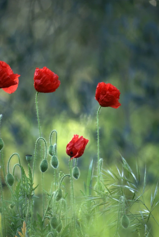 bright red poppys and some green grass