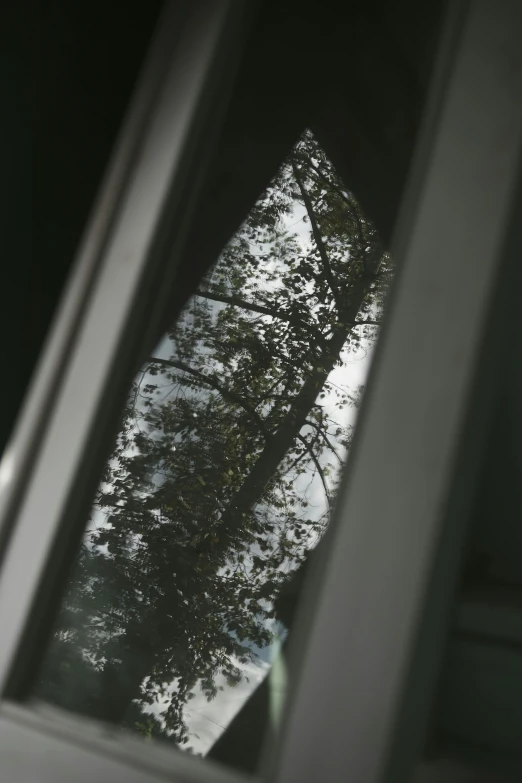 the reflection of trees in a window