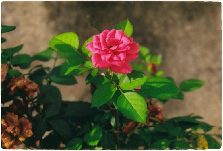 the large pink rose is blooming with bright green leaves