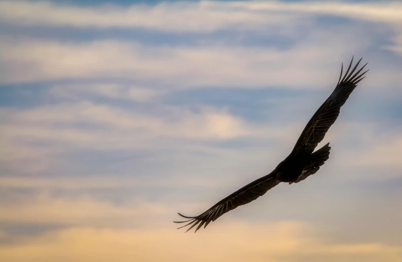 the large black bird is flying through the sky