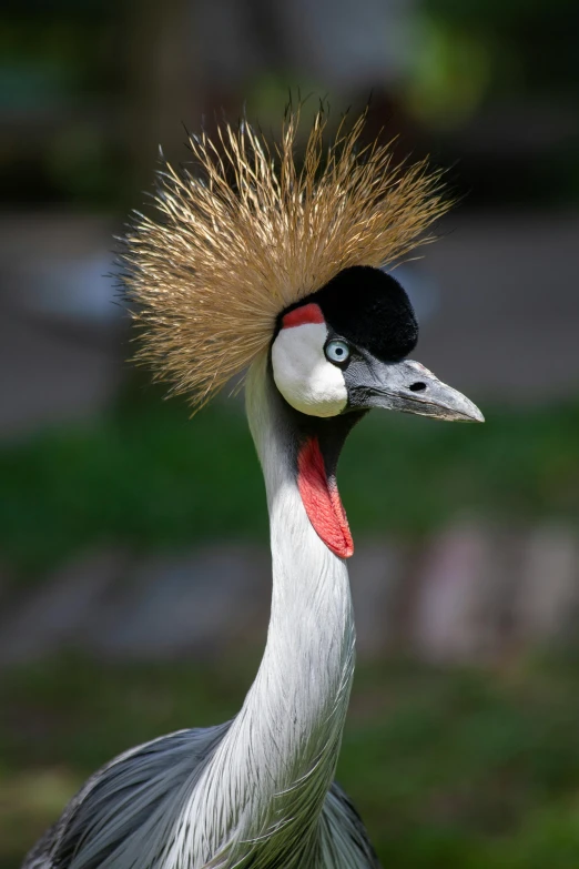 an exotic bird with a golden mohawk standing outside