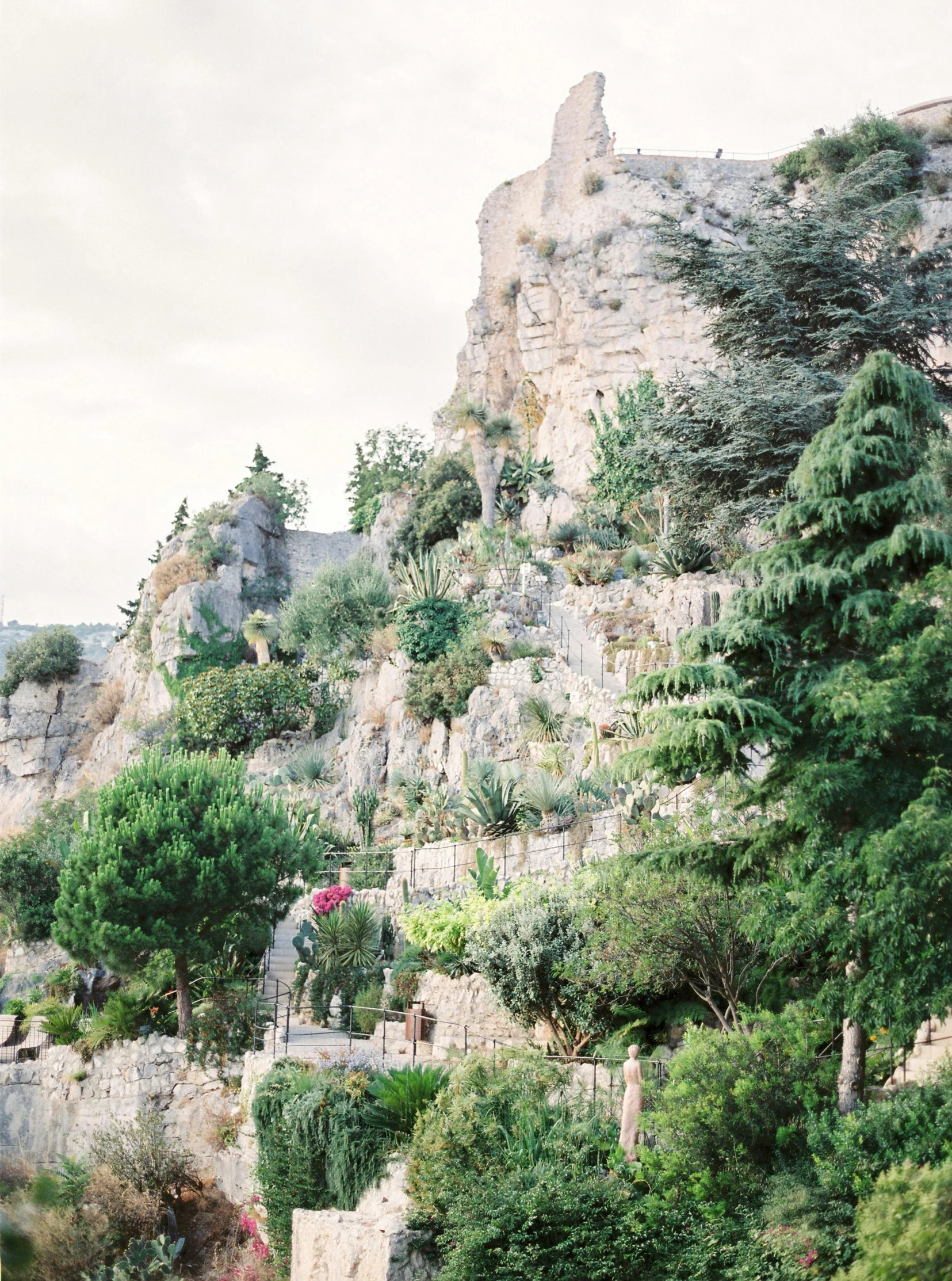 trees, flowers and a rock are standing on the hill