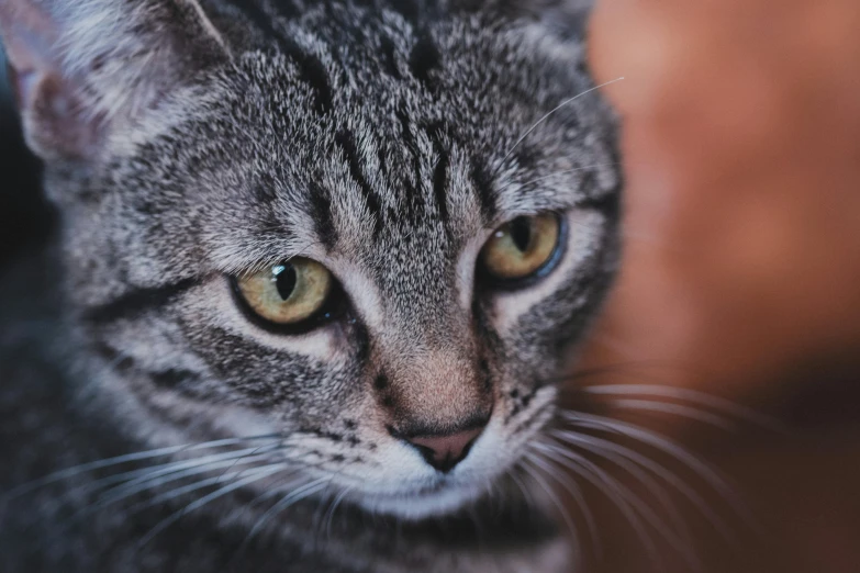 this is a po of a gray cat looking at soing