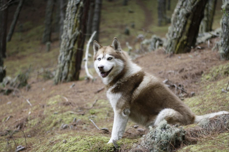 an adorable brown and white dog sitting on the grass