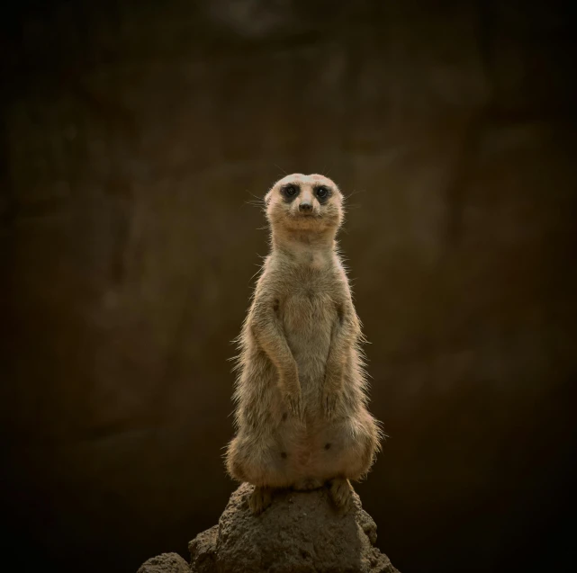 there is a small meerkat standing on a rock