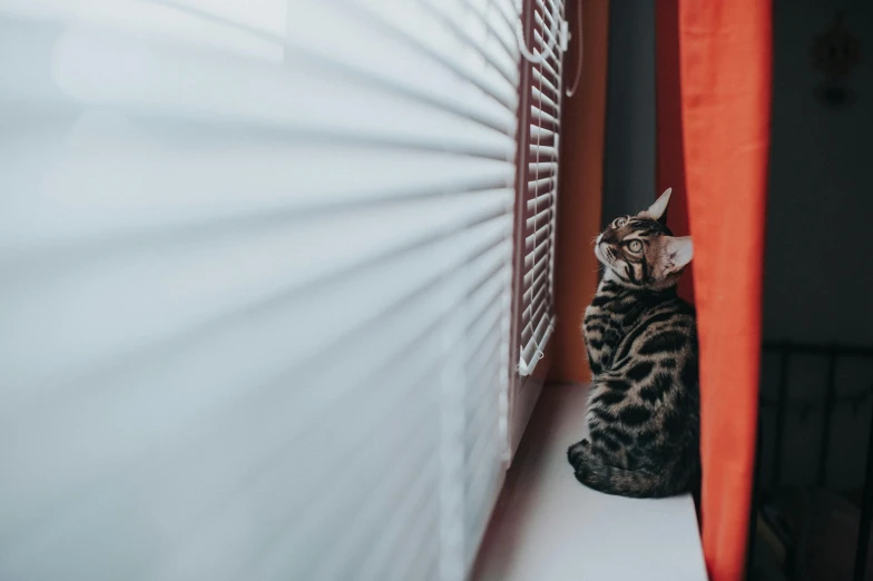 a cat sitting in the doorway next to some bright red curtains