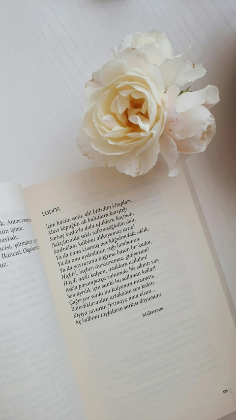 an open book with a flower on top