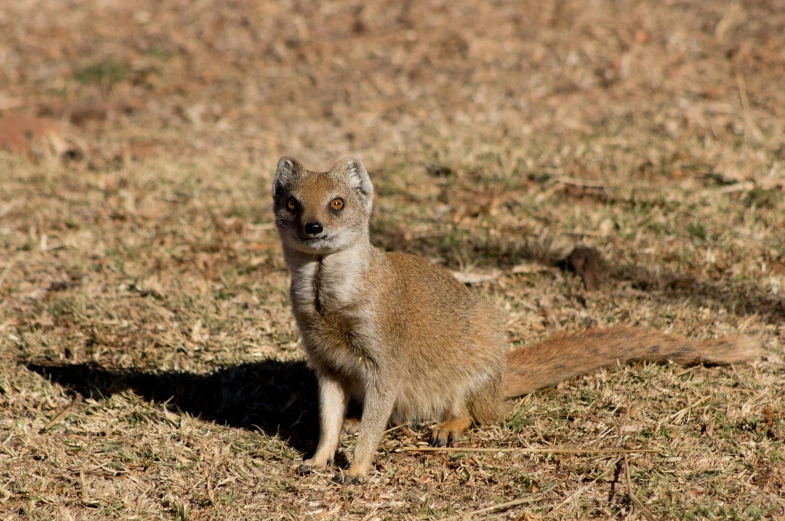 a furry animal that is standing in the dirt