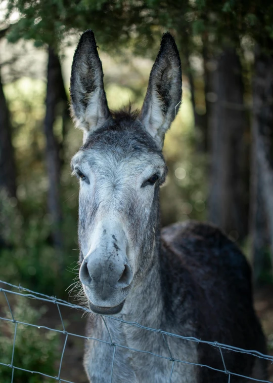 a donkey looks at the camera while behind a wire fence