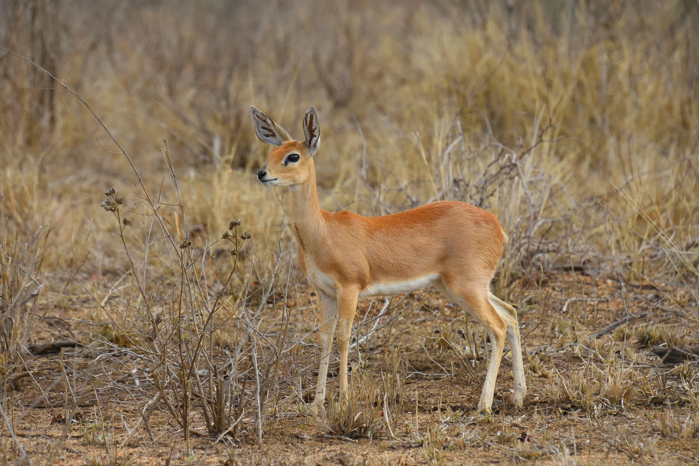 the young deer stands alone in the field