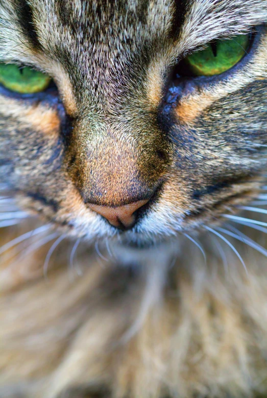 a cat is looking at the camera with green eyes