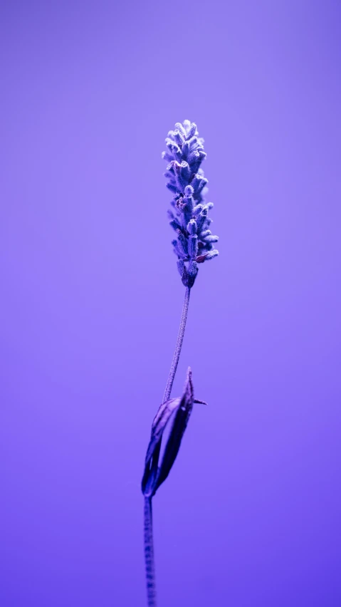 a flower that is against the sky and its purple colors
