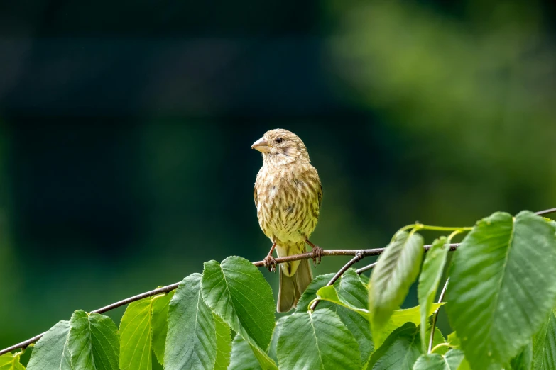 a bird that is perched on a twig