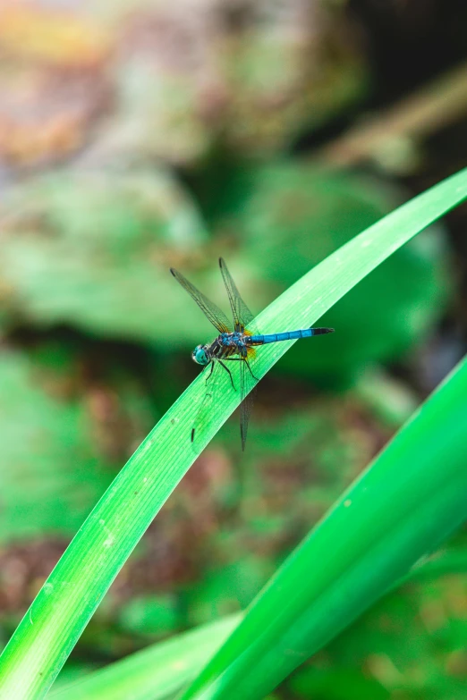 a blue bug rests on some green grass