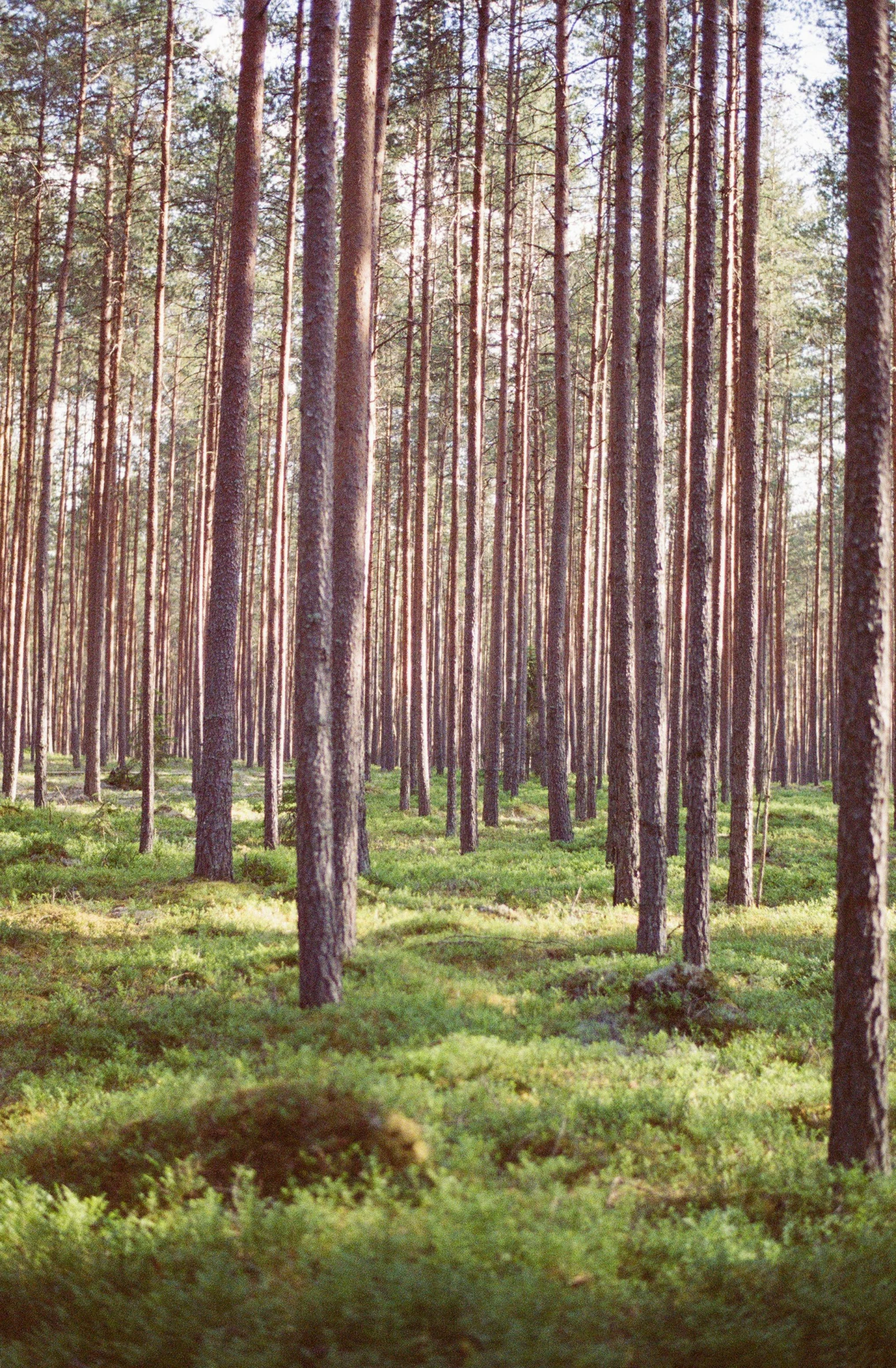 the forest is full of trees with lots of tall trunks