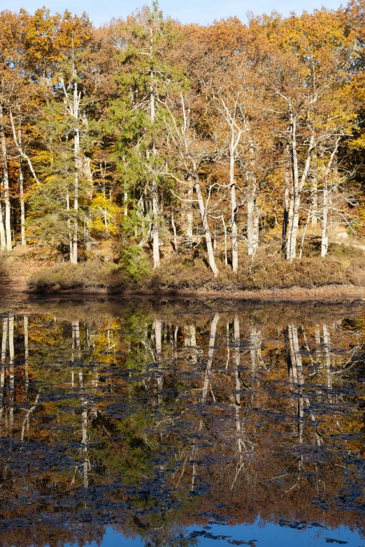 the trees in the forest have leaves changing colors