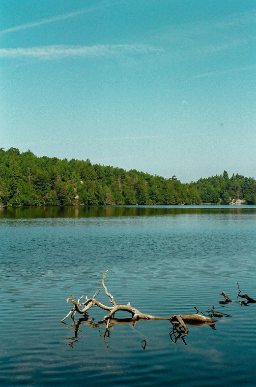 some large logs sitting in the water with a big tree