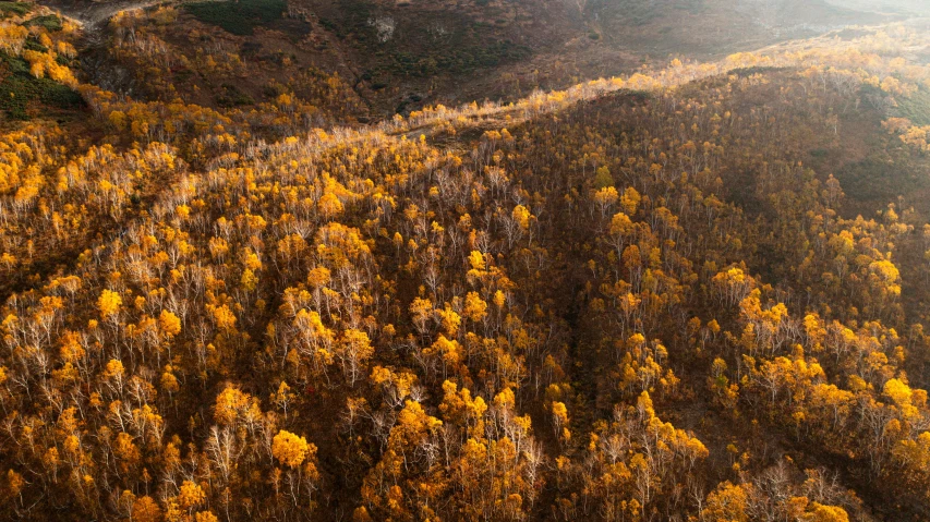 the tops of trees are filled with yellow autumn leaves