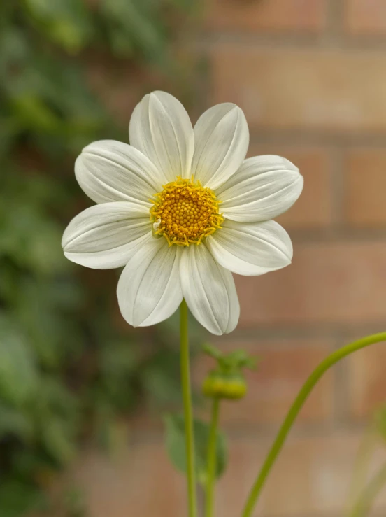 a single white daisy is standing in front of a brick wall