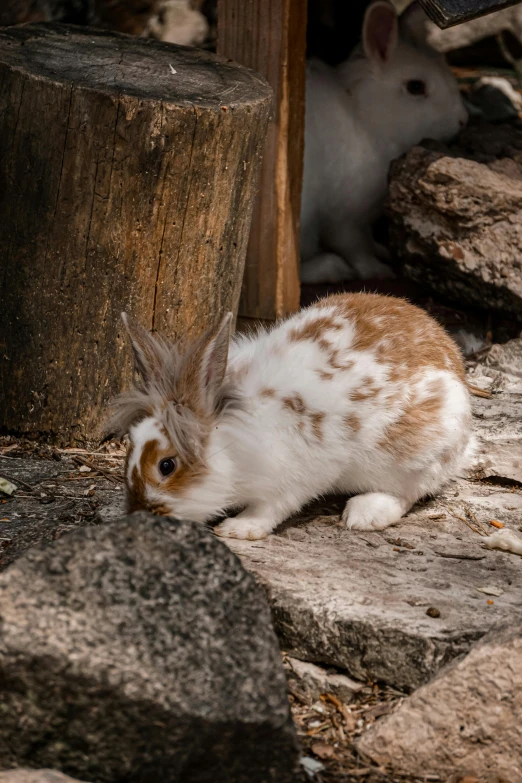a rabbit laying on some rocks near a pile of wood