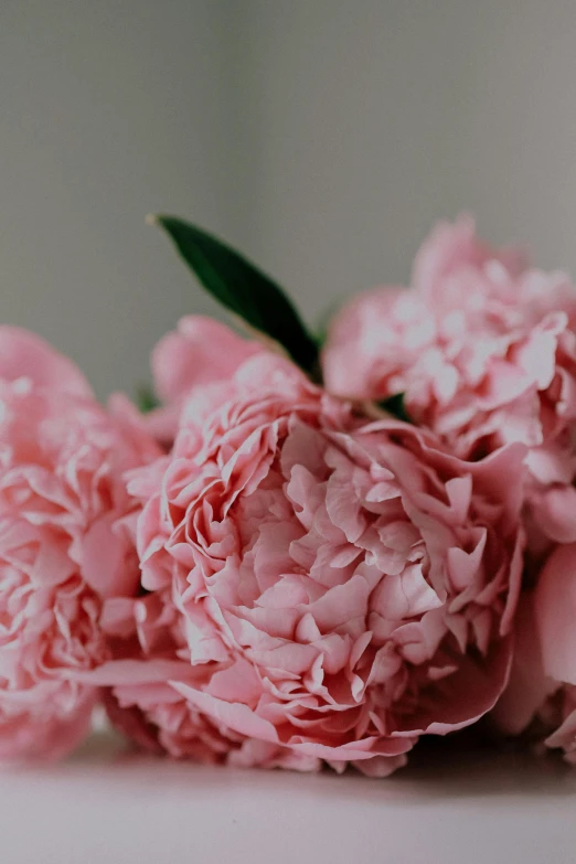 flowers on white surface near grey wall