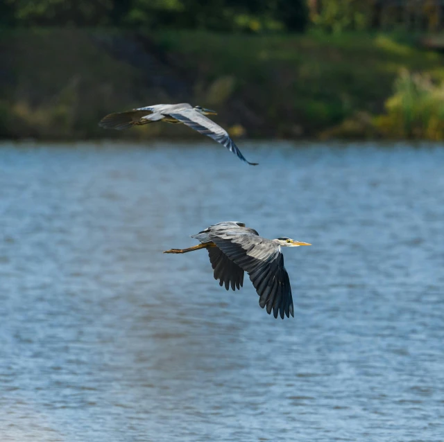 two birds flying over a body of water