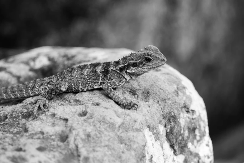 a small lizard is lying on a rock