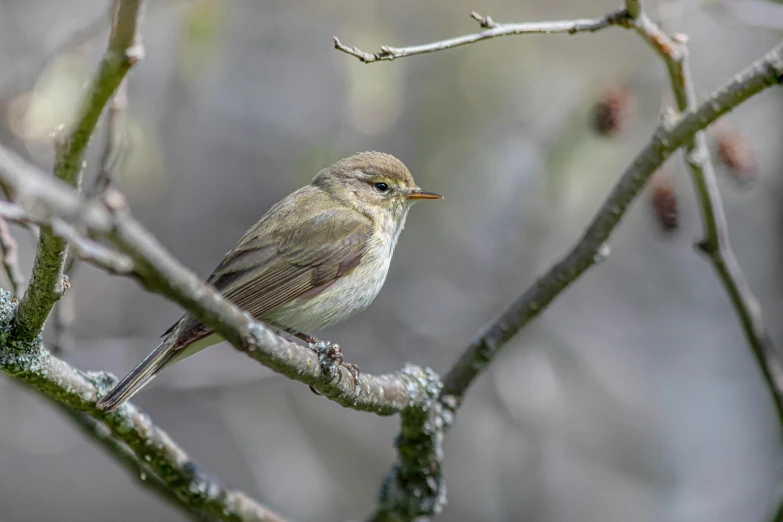 a small bird is perched on a nch