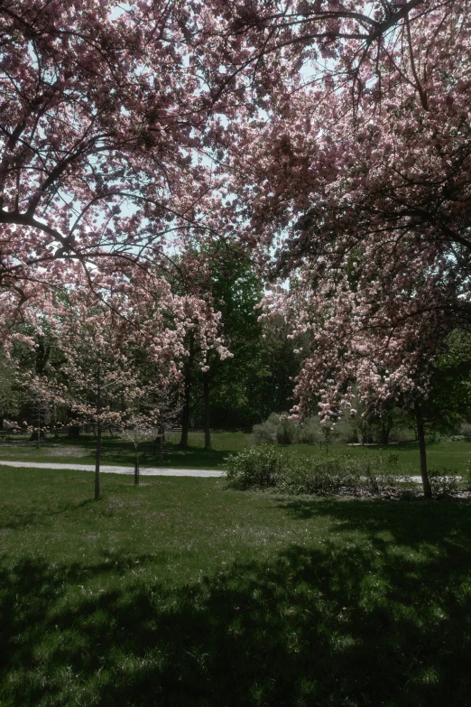 a park with grass and flowers in it