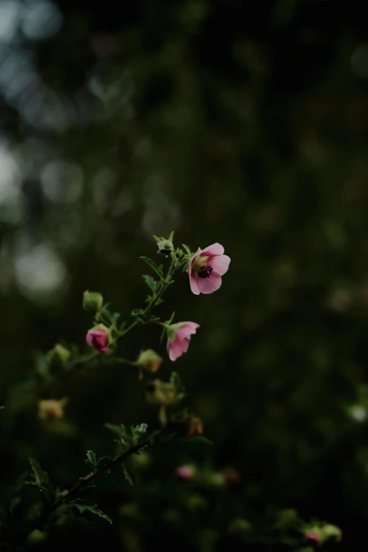 some very pretty pink flowers growing out of it's leaves