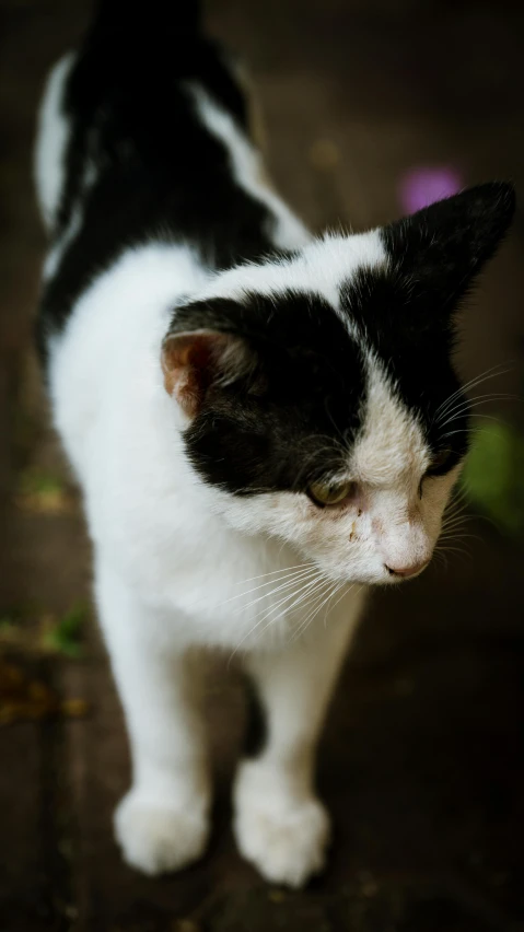 a black and white cat is walking on the pavement