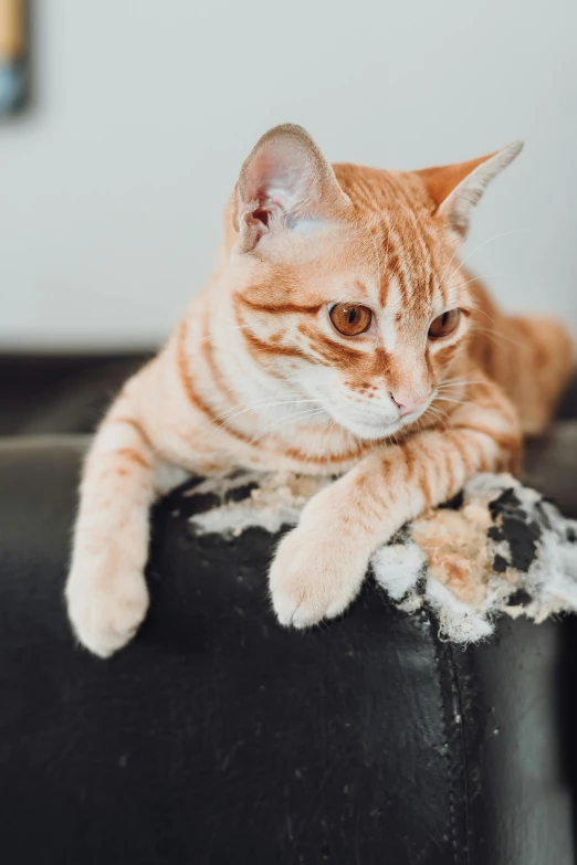 there is a orange tabby cat that is laying down on top of a chair